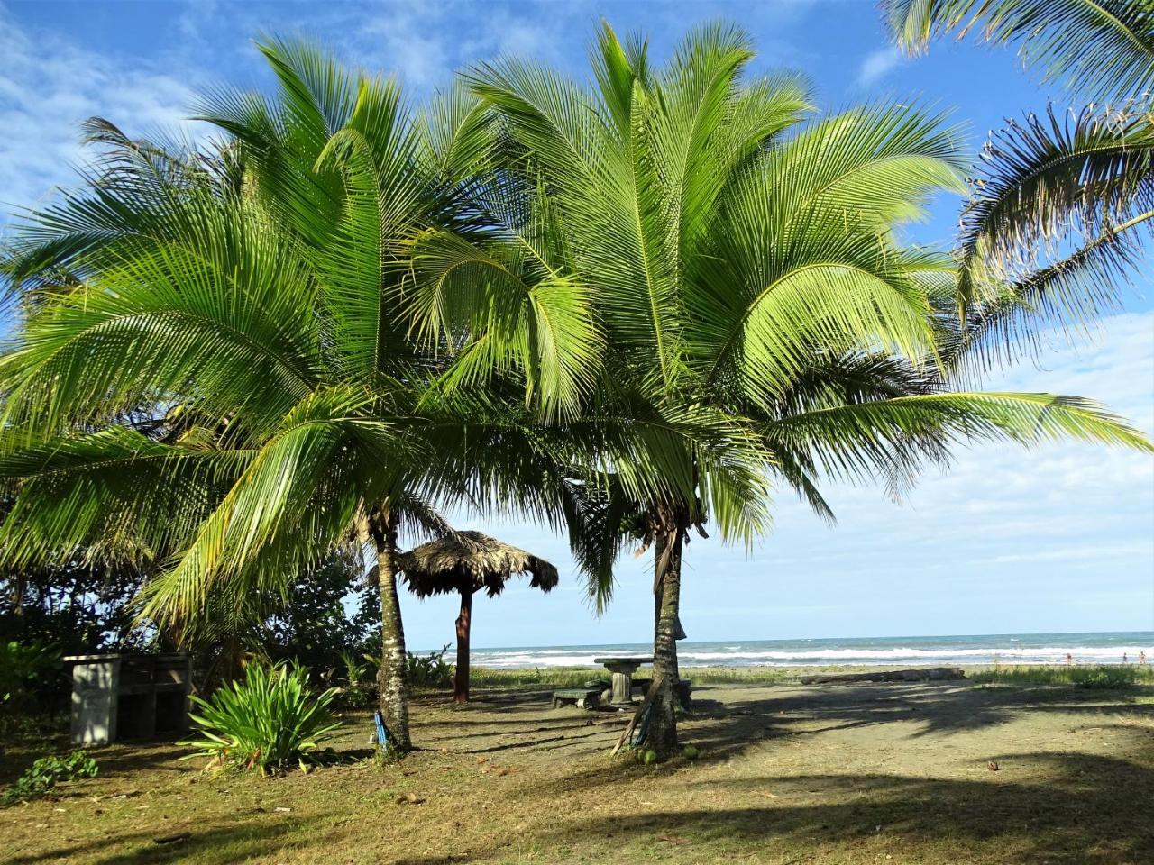 Hotel Caribbean Coconut Cahuita Exteriér fotografie